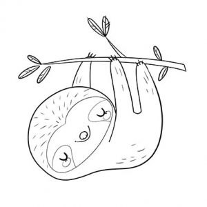 1.sloth-perezoso sample